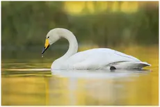 Cygne chanteur
