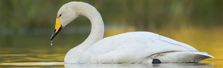 Dans une lumière dorée, on aperçoit un cygne chanteur sur un lac. Une goutte d'eau coule de son bec.
