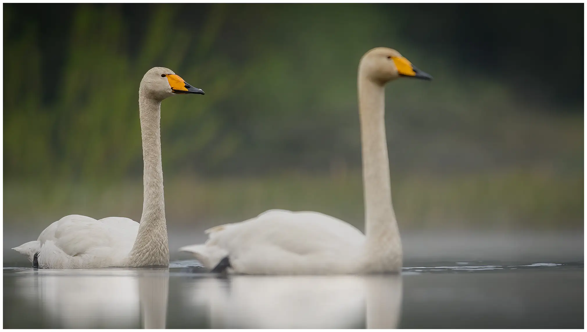 Cygne chanteur