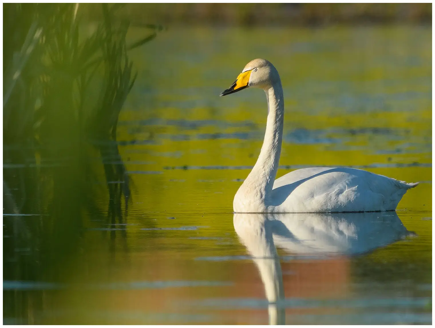 Cygne chanteur