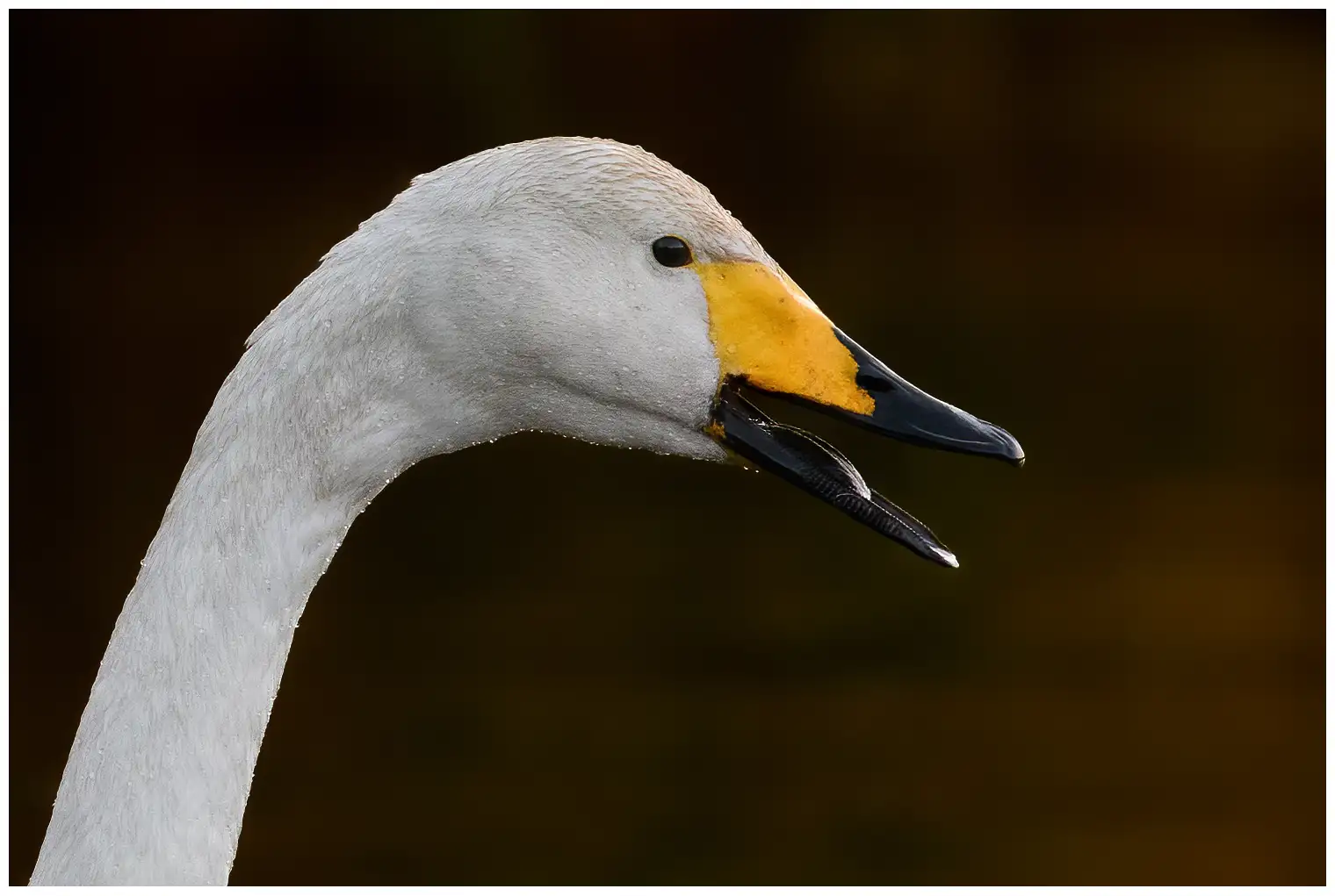 Cygne chanteur