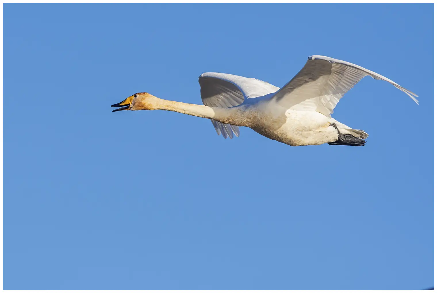 Cygne chanteur