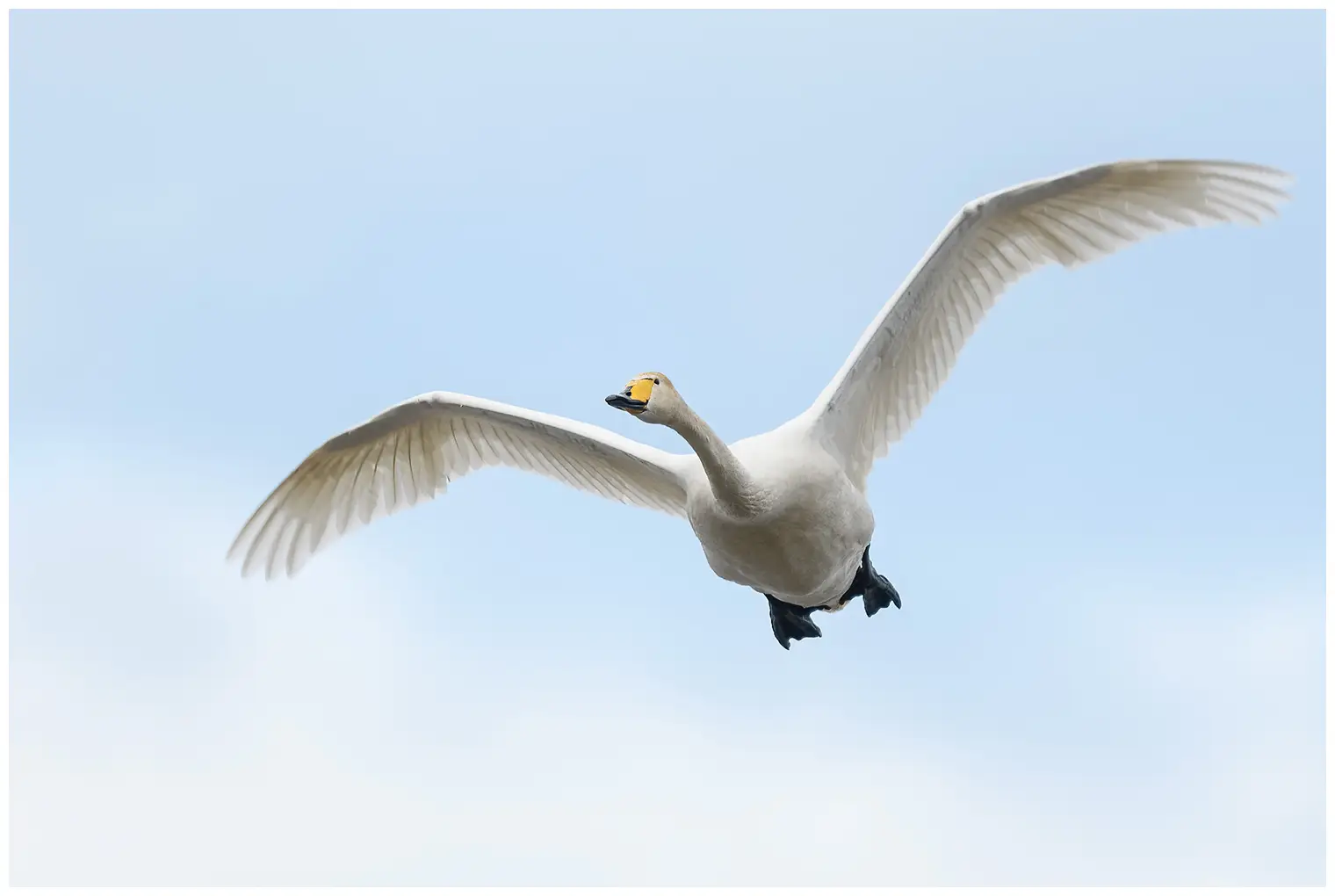 Cygne chanteur