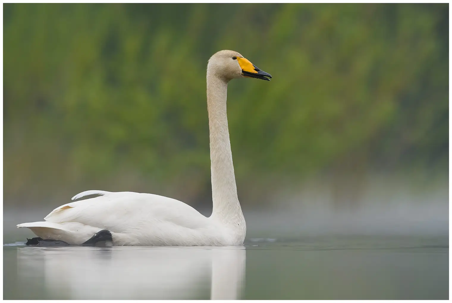 Cygne chanteur
