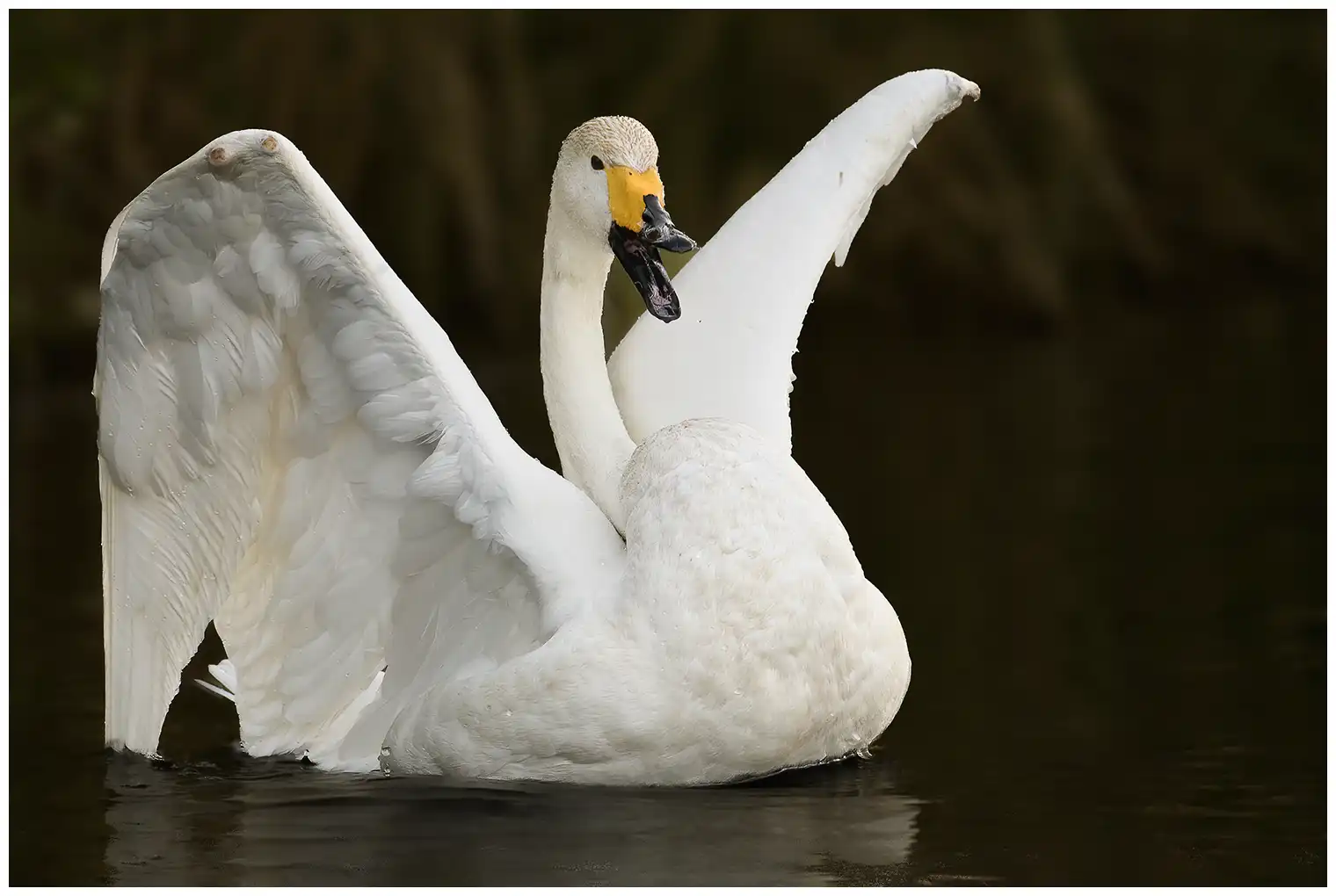 Cygne chanteur