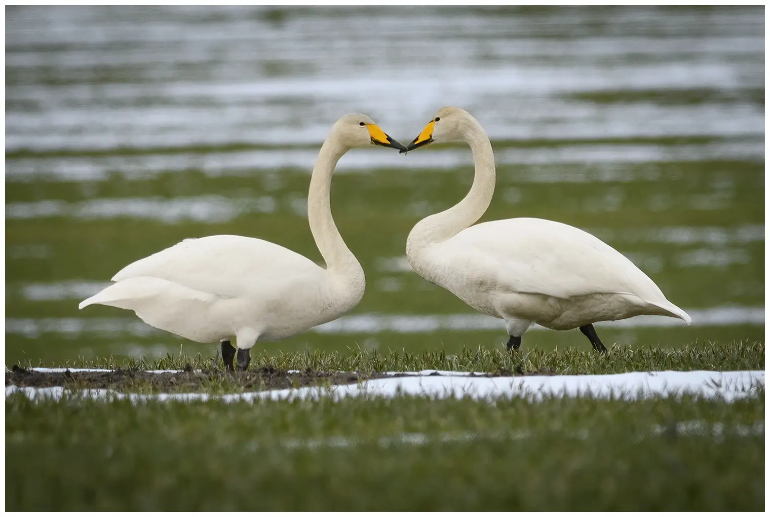 Cygne chanteur
