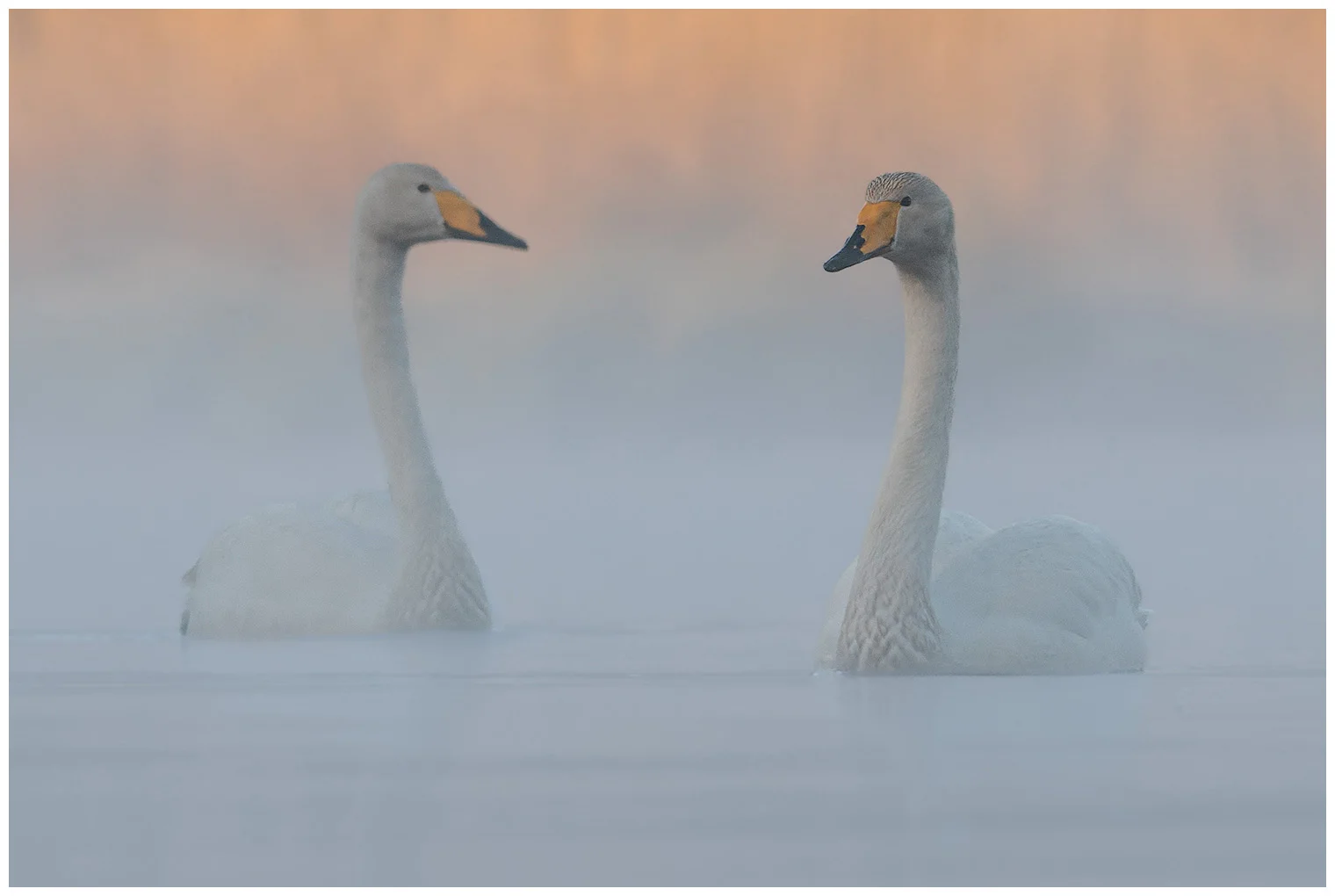 Cygne chanteur