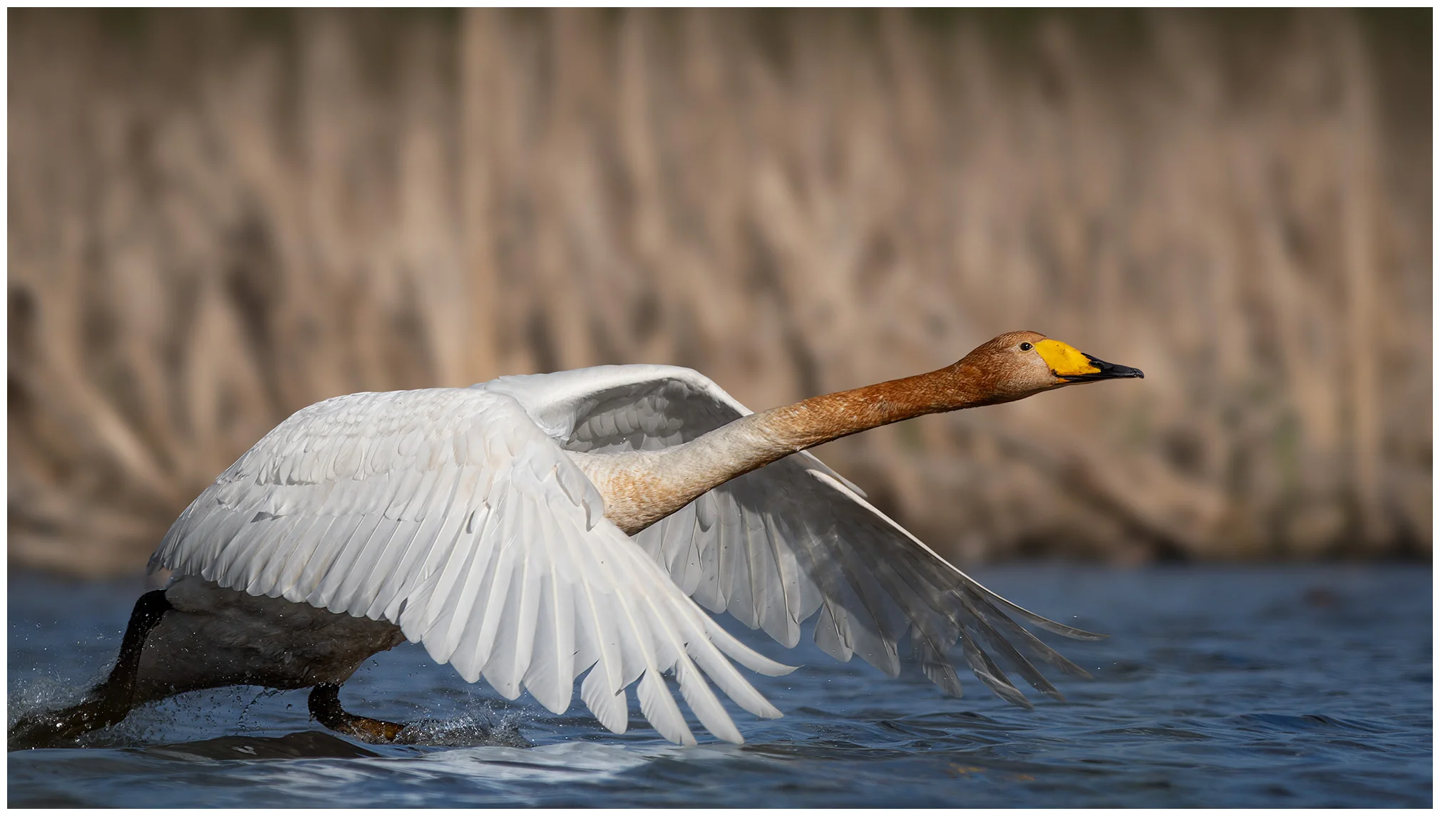 Cygne chanteur