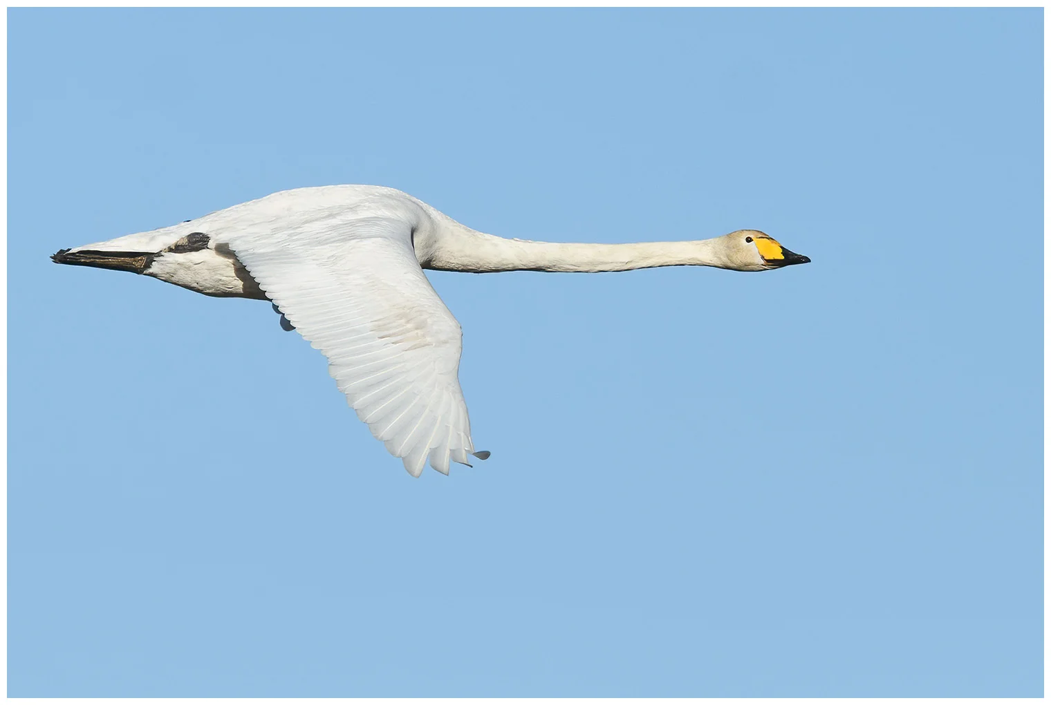 Cygne chanteur