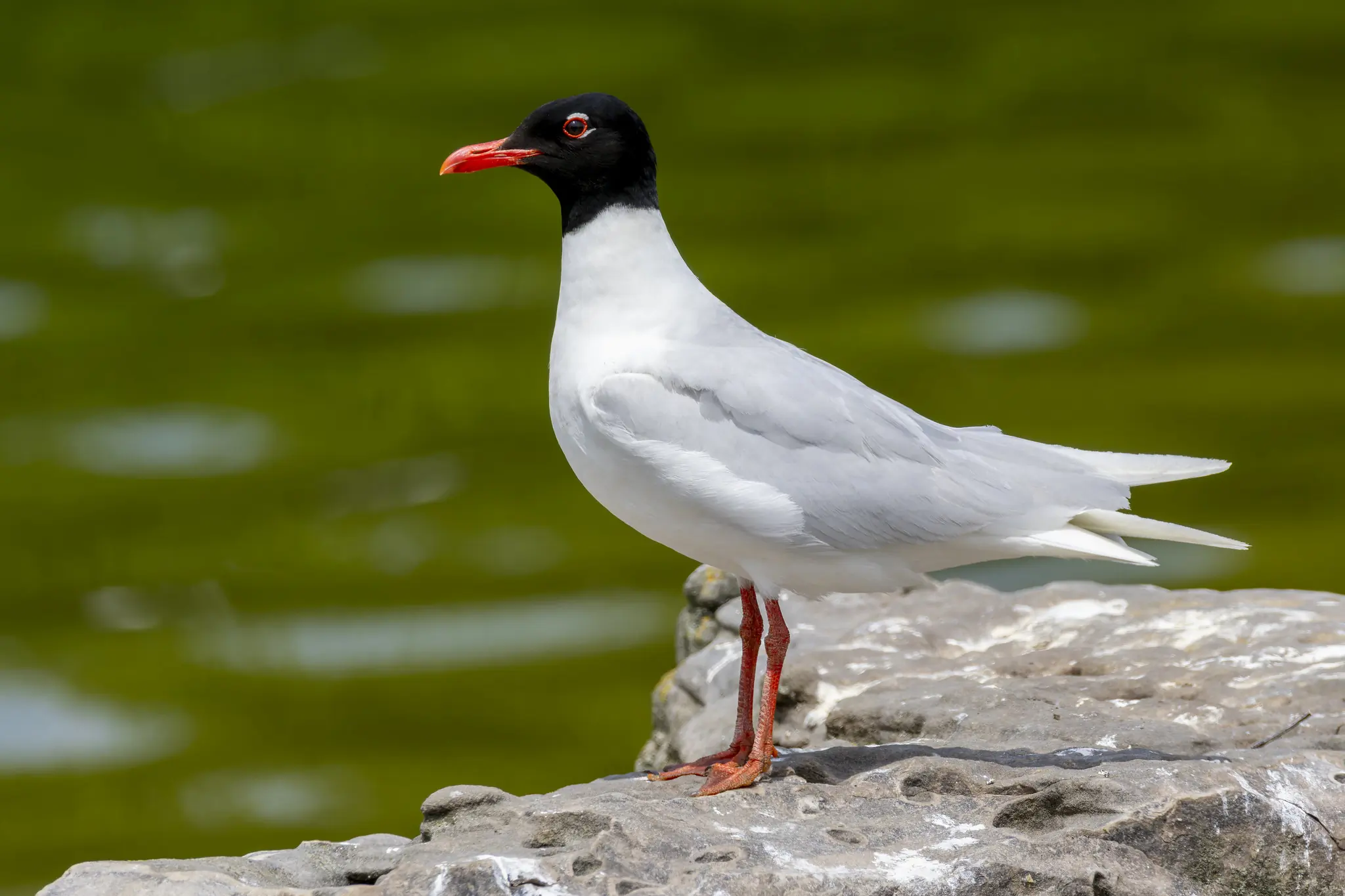 Mouette mélanocéphale
