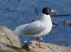 Mouette mélanocéphale