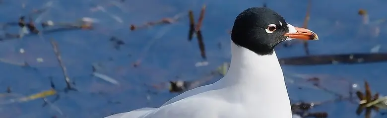 Mouette mélanocéphale. Vu ici debout sur un rocher au bord de l'eau. En plumage d'été avec la tête noire.