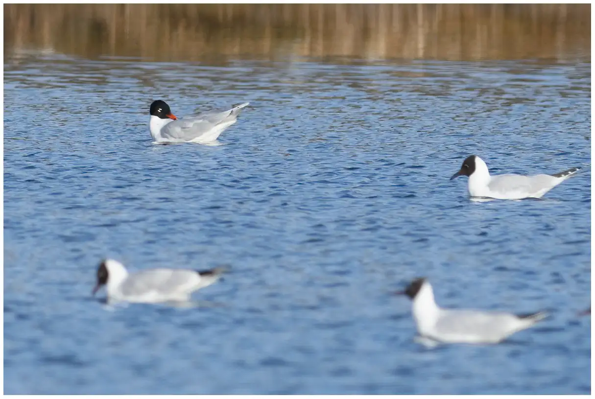 Mouette mélanocéphale