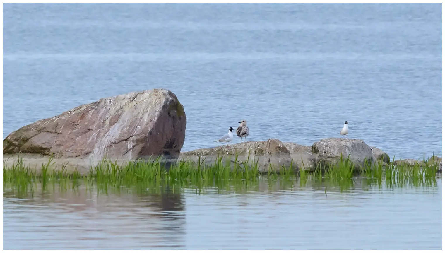 Mouette mélanocéphale