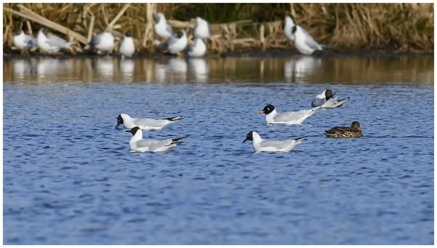 Mouette mélanocéphale