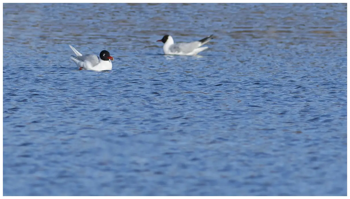 Mouette mélanocéphale