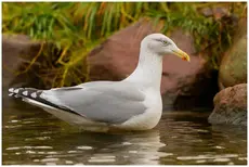 Goéland argenté
