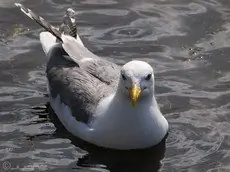 Goéland pontique