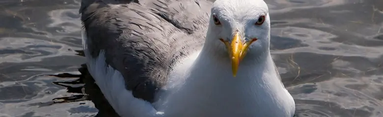 Goéland pontique. Allongé dans l'eau. Tête tournée vers le photographe.