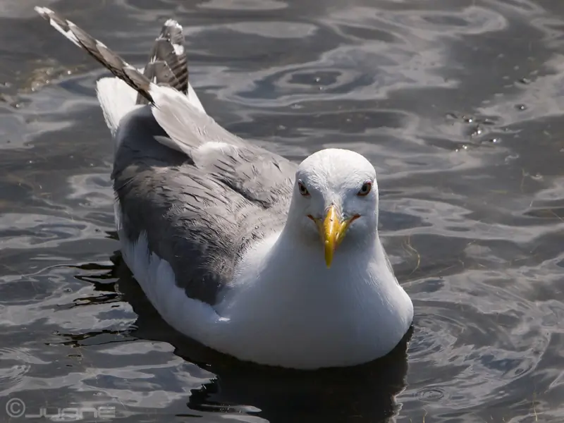 Goéland pontique. Allongé dans l'eau. Tête tournée vers le photographe.