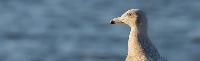 Goéland bourgmestre. Debout sur une jetée de baignade. Plumage entièrement gris tacheté, y compris les ailes et leurs extrémités. Cependant, l'extrémité du bec est noire.