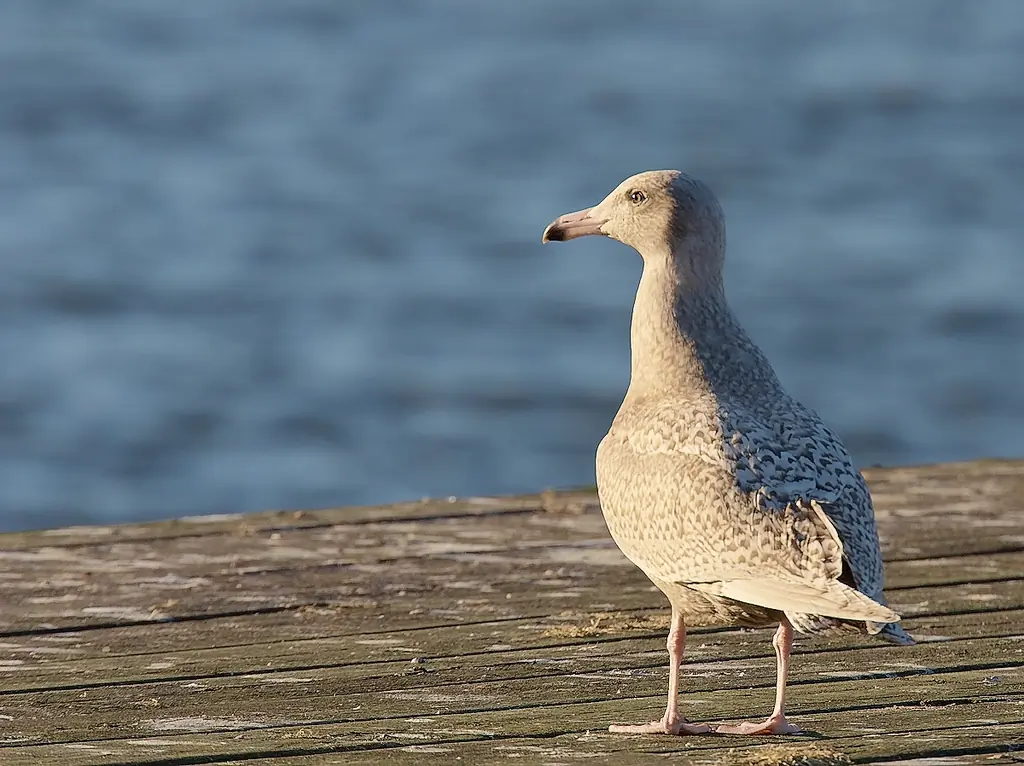 Goéland bourgmestre. Debout sur une jetée de baignade. Plumage entièrement gris tacheté, y compris les ailes et leurs extrémités. Cependant, l'extrémité du bec est noire.