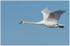 Cygne tuberculé