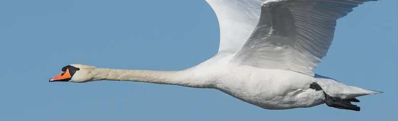 Un Cygne tuberculé volant fend l'air, ses ailes pointant vers le haut.