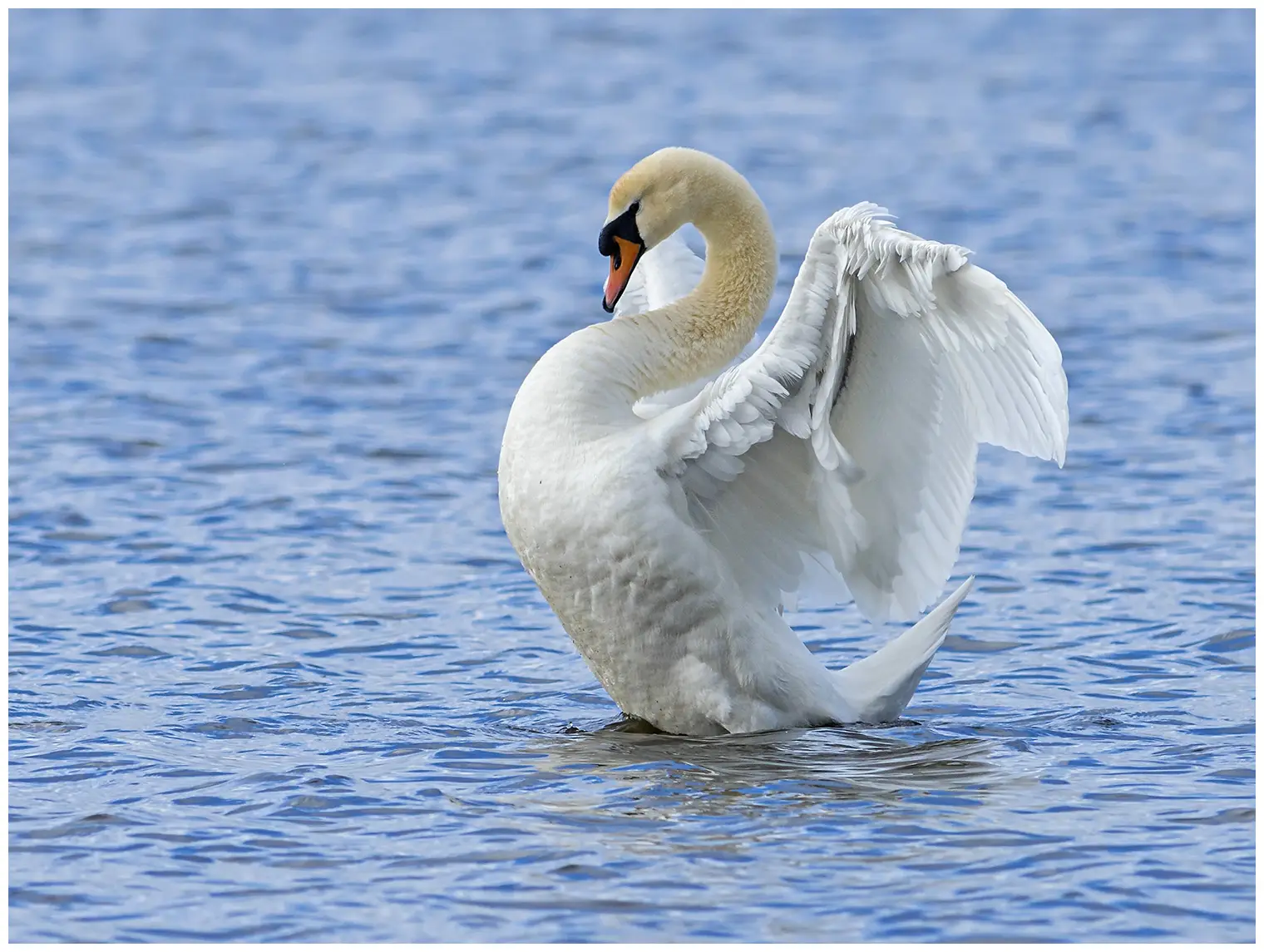 Cygne tuberculé