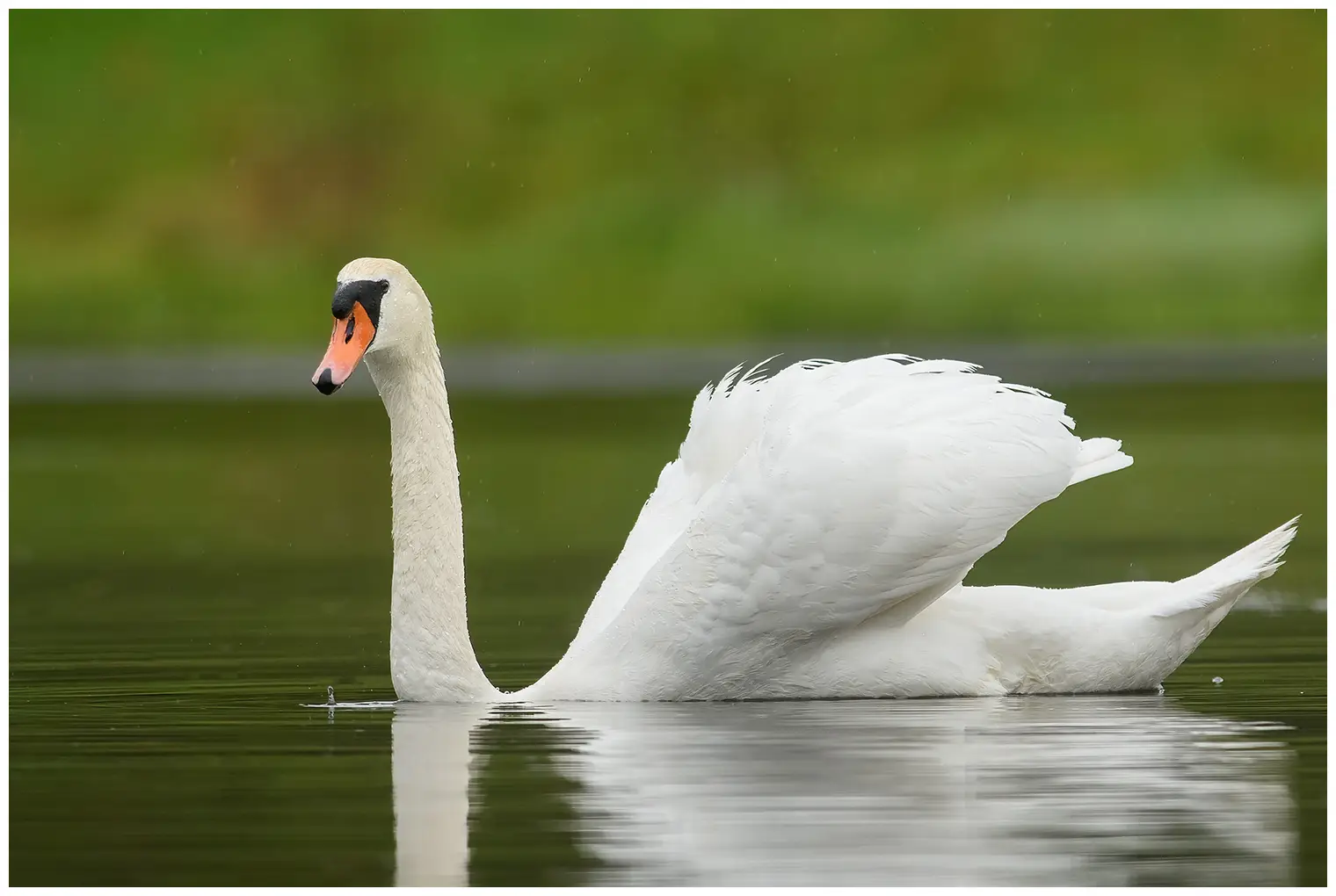 Cygne tuberculé