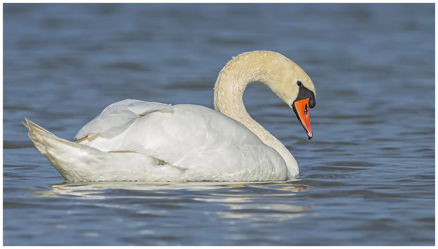 Cygne tuberculé