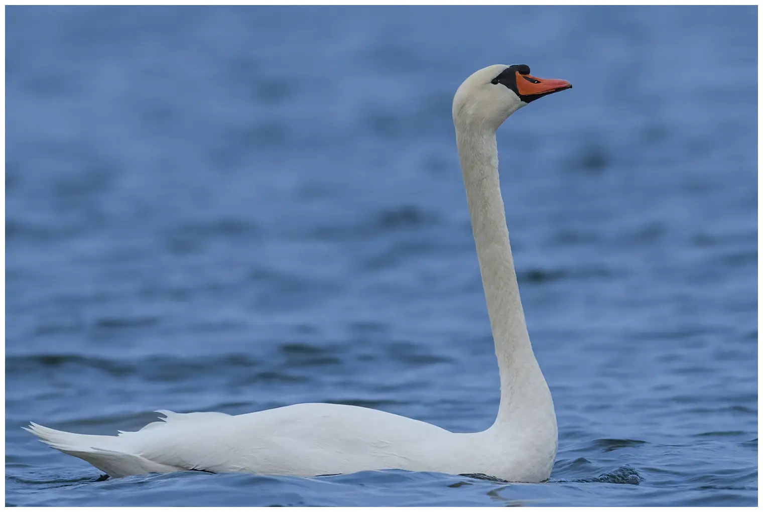 Cygne tuberculé