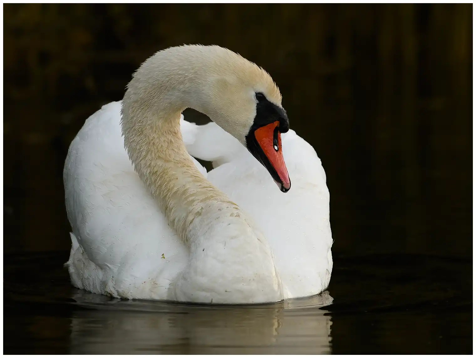 Cygne tuberculé