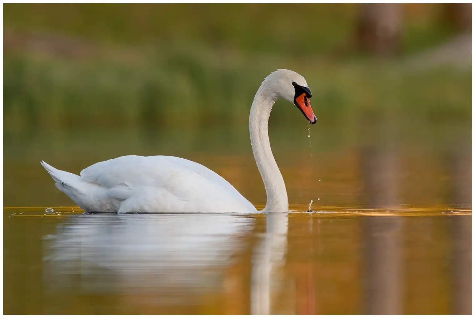 Cygne tuberculé
