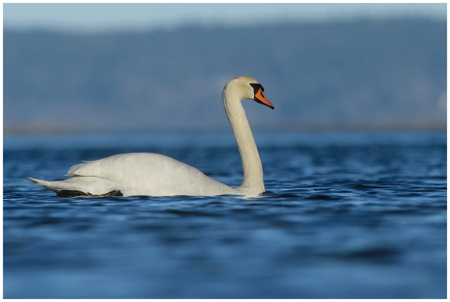 Cygne tuberculé