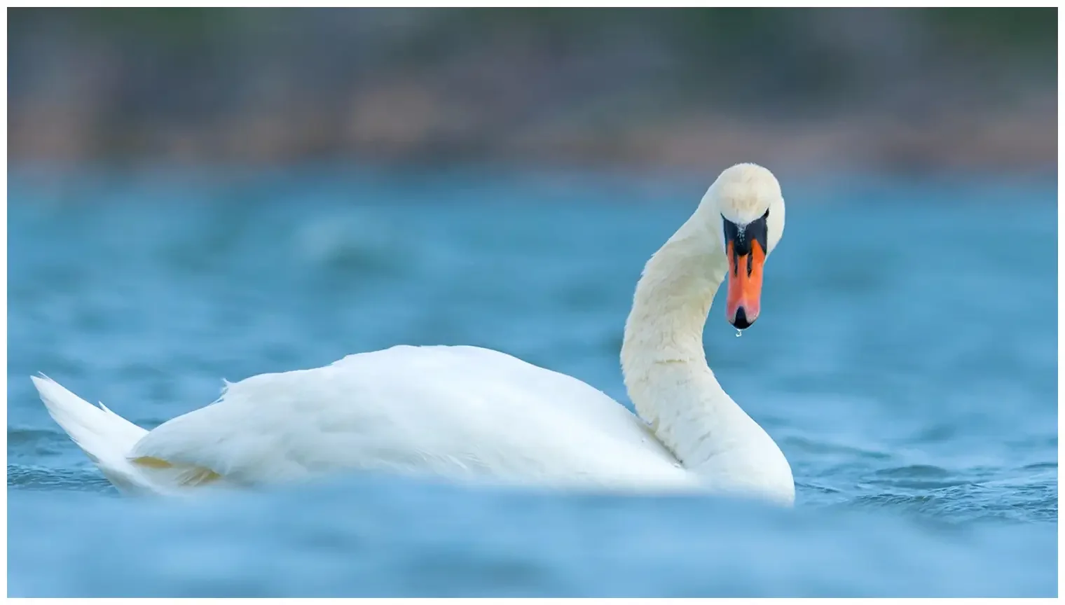 Cygne tuberculé