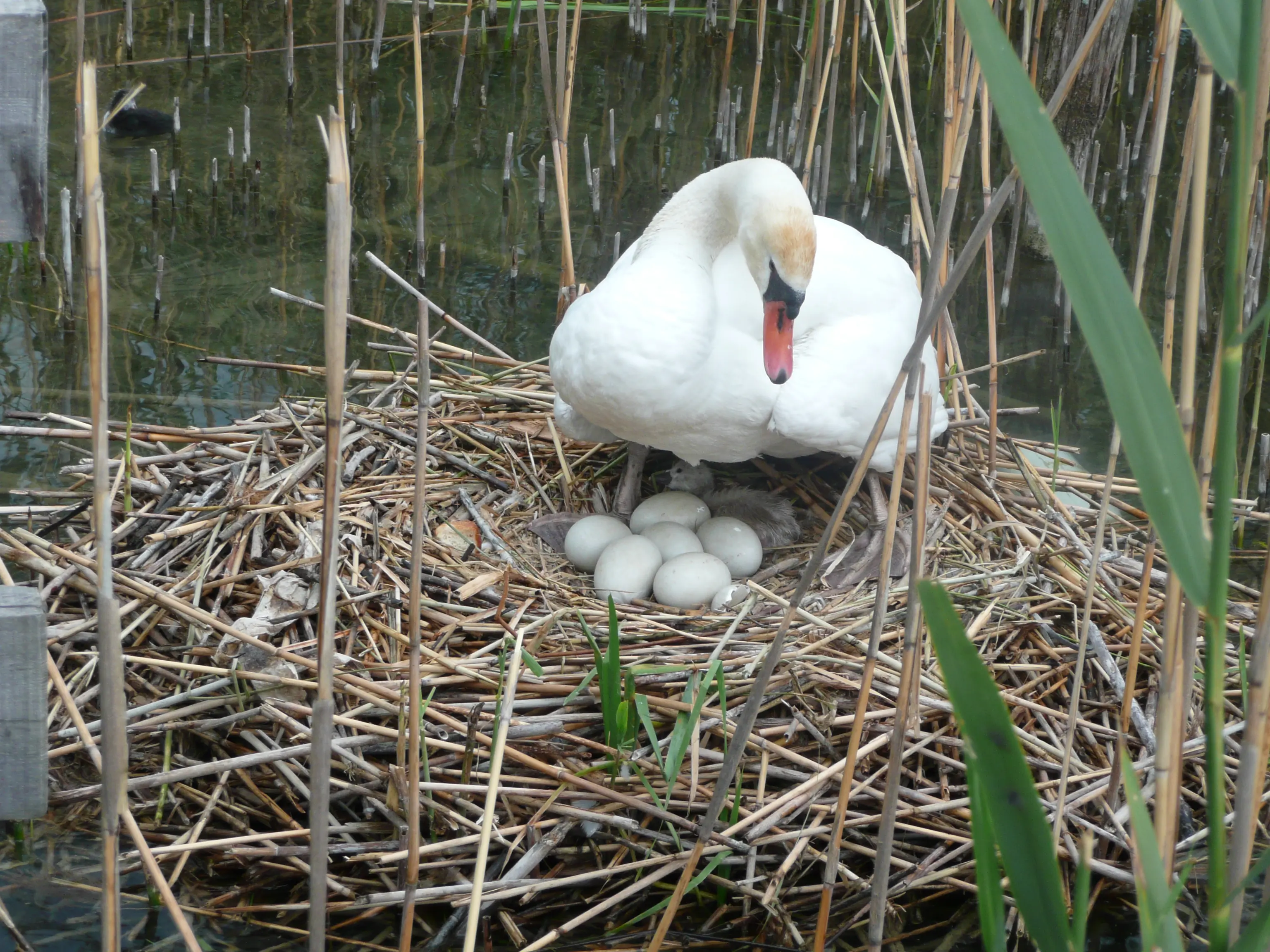 Cygne tuberculé