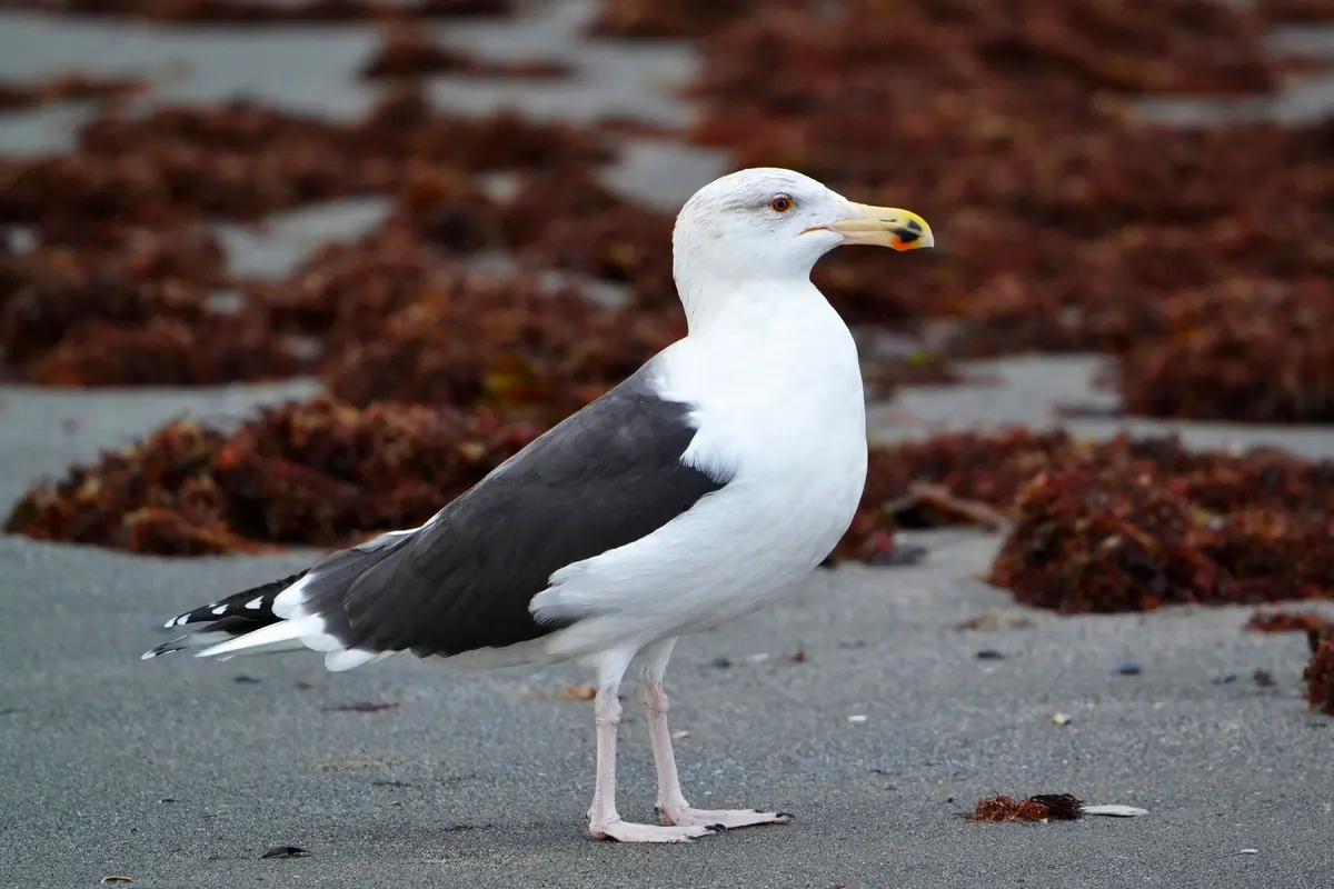 Goéland marin. Sur la plage, entouré d'algues. L'espèce de goéland la plus grande et la plus lourde du monde. Dessus gris-noir et pattes couleur chair.