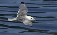 Mouette tridactyle