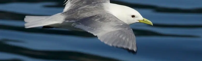 Mouette tridactyle. Vol au-dessus de l'eau. Le dessus des ailes est gris, mais l'extrémité des ailes est entièrement noire. Les pattes sont noires et le bec est jaune.