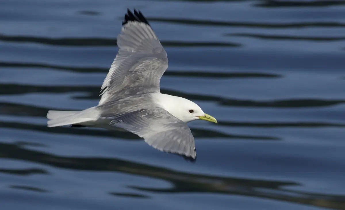 Mouette tridactyle. Vol au-dessus de l'eau. Le dessus des ailes est gris, mais l'extrémité des ailes est entièrement noire. Les pattes sont noires et le bec est jaune.