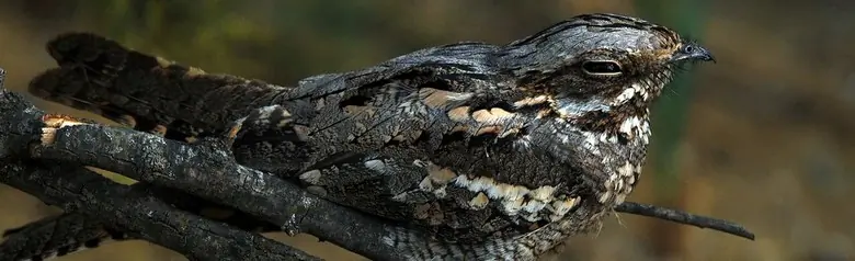Engoulevent d'Europe. Sur une branche, bien camouflé par son plumage gris-brun. Pendant la journée, il reste immobile et dort.