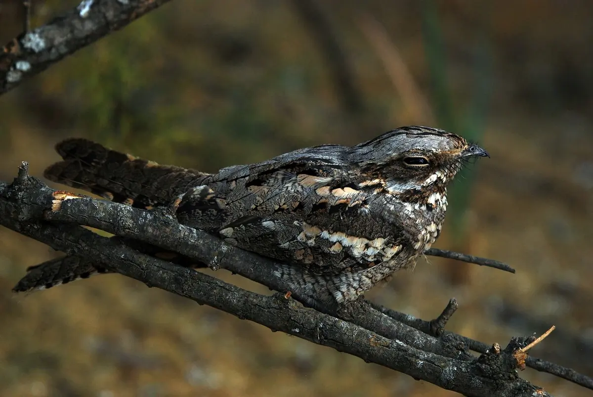 Engoulevent d'Europe. Sur une branche, bien camouflé par son plumage gris-brun. Pendant la journée, il reste immobile et dort.