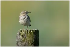 Pipit farlouse