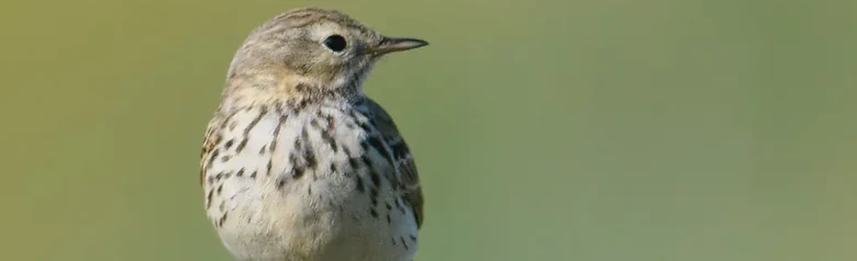 Pipit farlouse. Sur un poteau de clôture. Petit oiseau rayé de brun avec des pattes rougeâtres et un ventre clair.