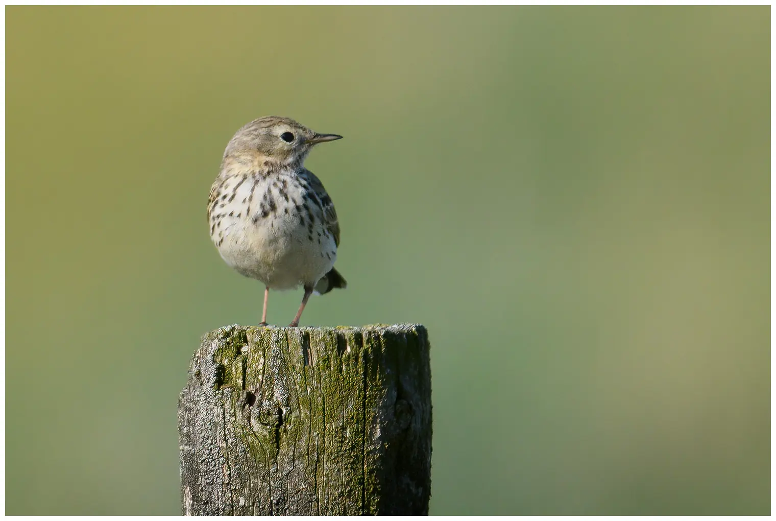 Pipit farlouse. Sur un poteau de clôture. Petit oiseau rayé de brun avec des pattes rougeâtres et un ventre clair.