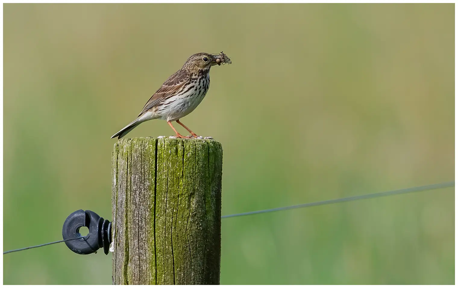 Pipit farlouse