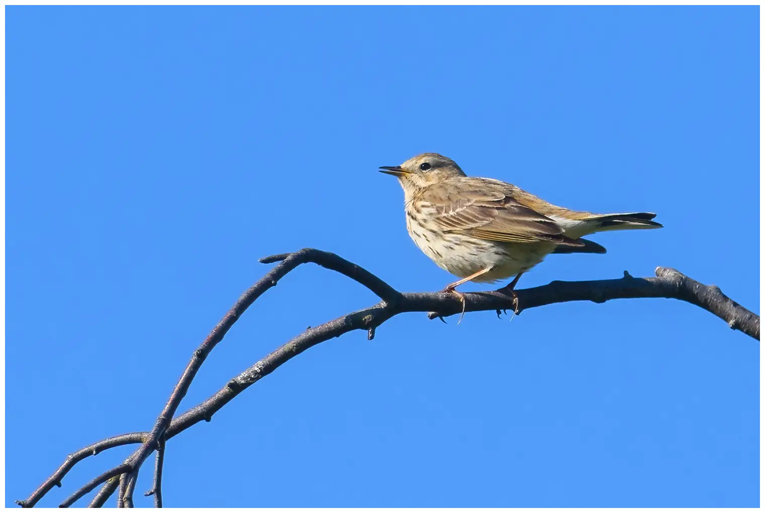 Pipit farlouse