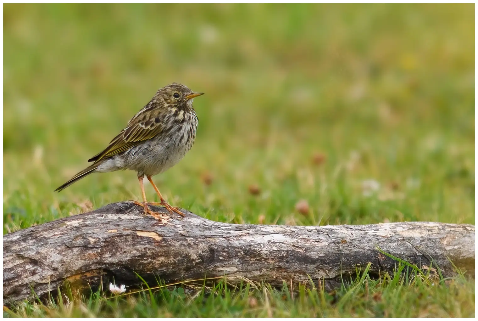 Pipit farlouse