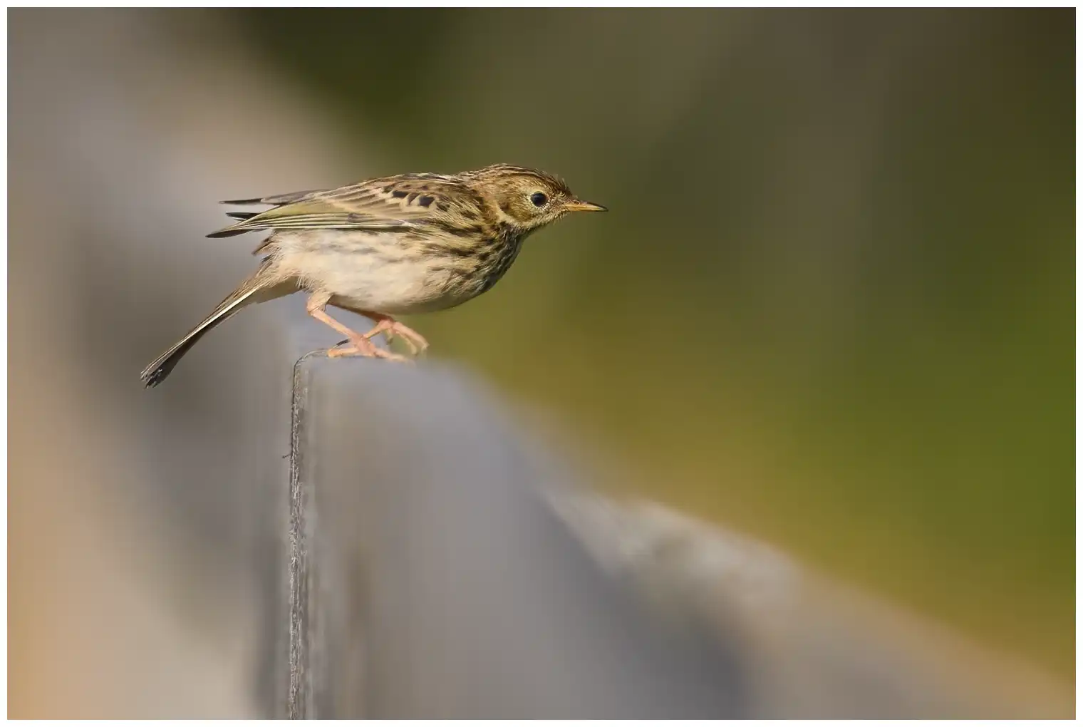 Pipit farlouse